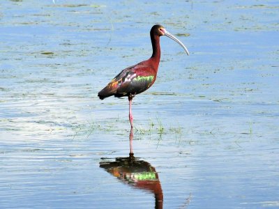 White-faced Ibis Brown Co WI April 18 2012