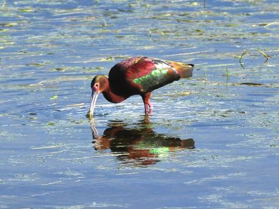 White-faced Ibis Brown Co WI April 18 2012