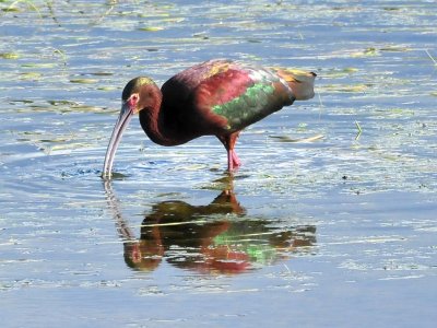 White-faced Ibis Brown Co WI April 18 2012