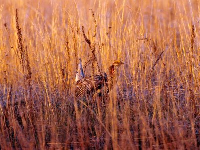 Sharptailed grouse 2