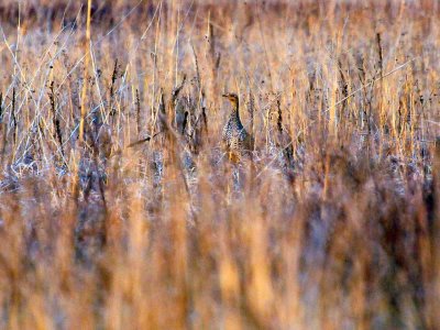 Sharptailed grouse 4