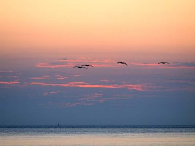 Pelicans at sunrise 0947