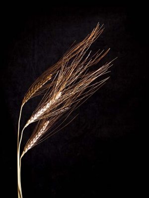 Wheat 2674