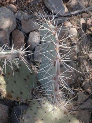 Cactus 2089
