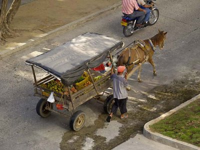 Animal Powered Transportation