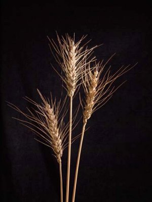 Wheat 2670