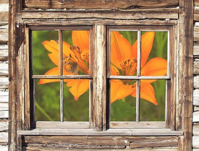 Window lily