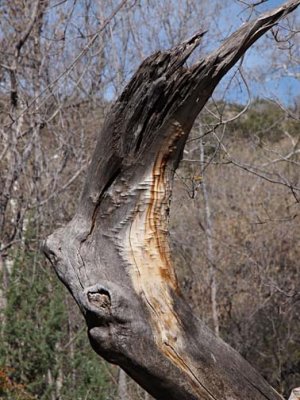 Nature 42458