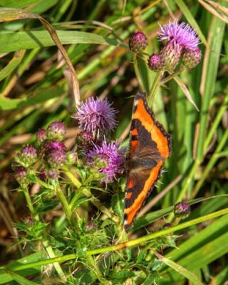 Nature 9047884