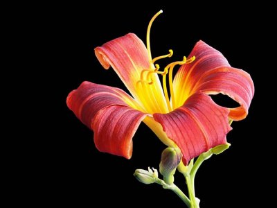 Day lily 7136436-8