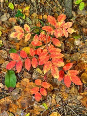 Fall leaves