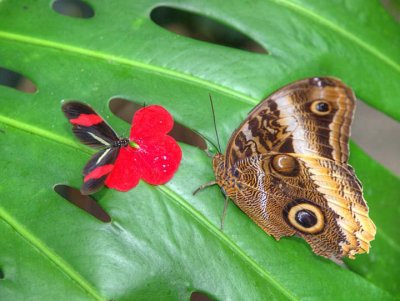Butterfly  C289406