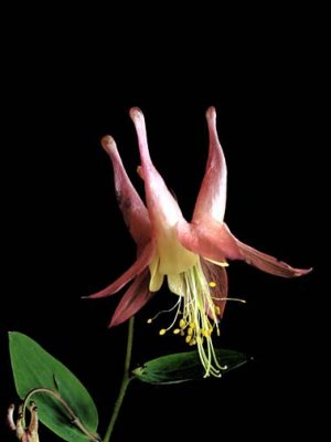 Columbine 6114524-35