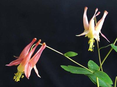 Columbine 6114517-22