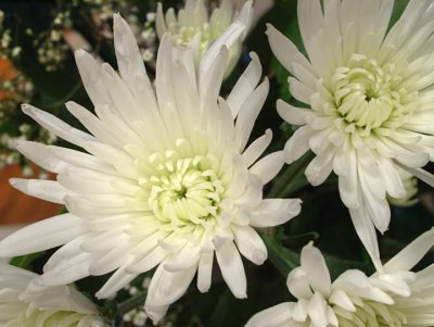 Chrysanthemum 63028