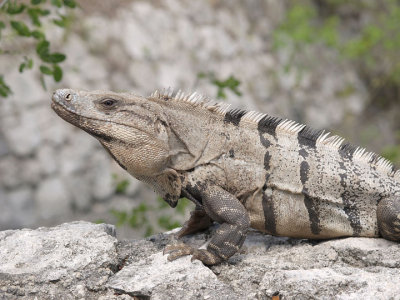 Iguana