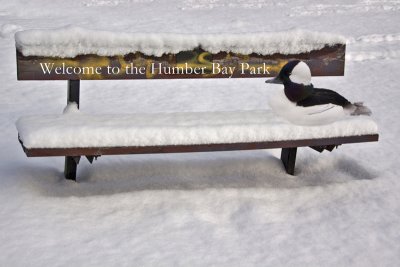 humber_bay_in_winter
