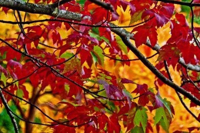 autumn_2011