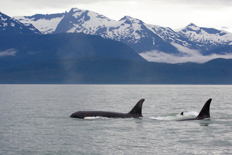 Killer Whales Juneaut0001.jpg