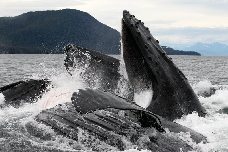 Humpback Whales Juneaut0008.jpg
