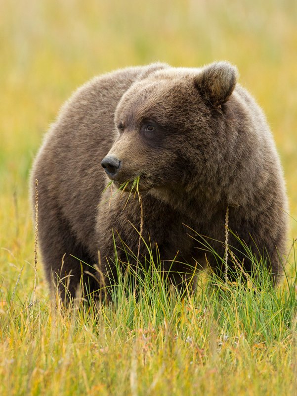 Cub eating grass at Silver Salmon.jpg