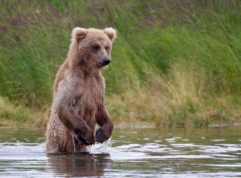 Scanning to catch fish at Brooks Falls.jpg
