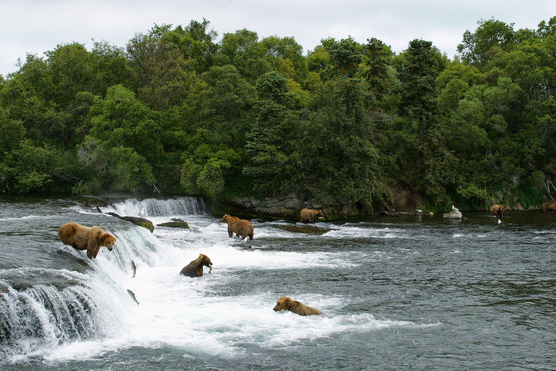 Bears at Brooks Falls AK.jpg