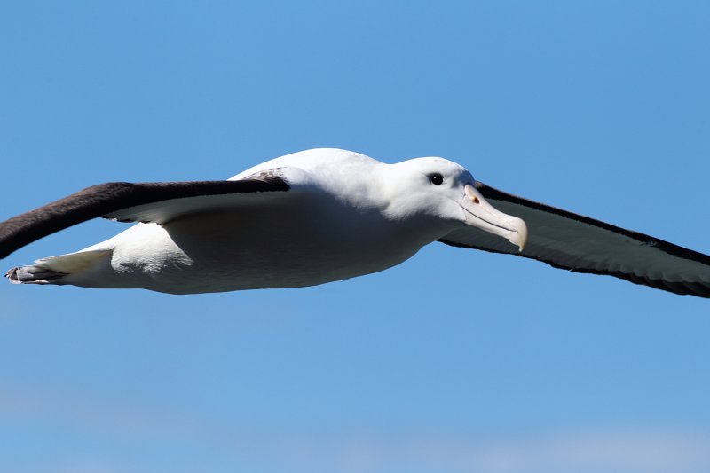 Royal Albatross 2.jpg