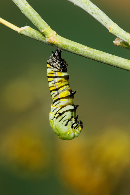 Monarch Butterfly06.jpg
