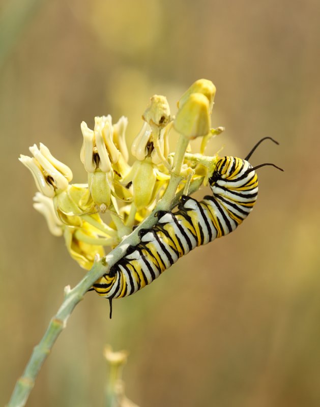 Monarch Butterfly01.jpg