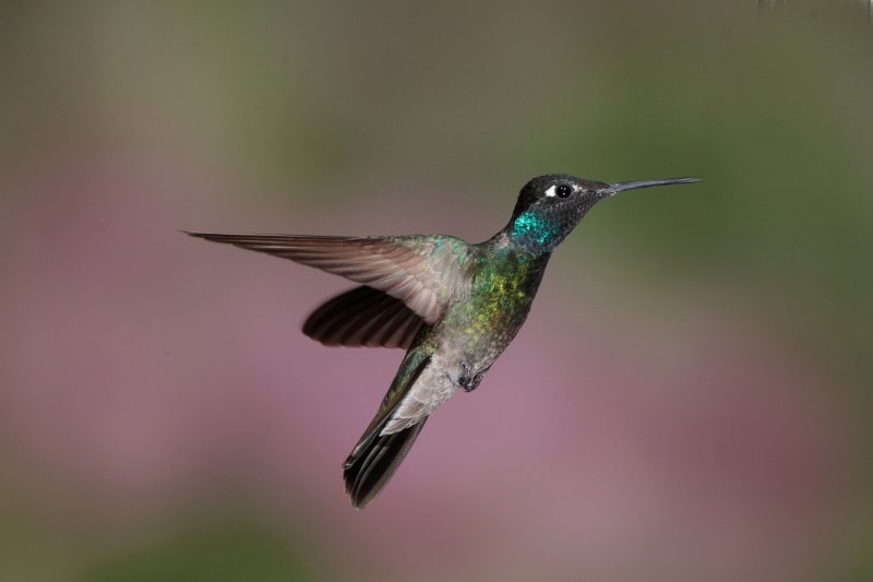 D_BDT_Magnificant hummingbird 2_20092.JPG