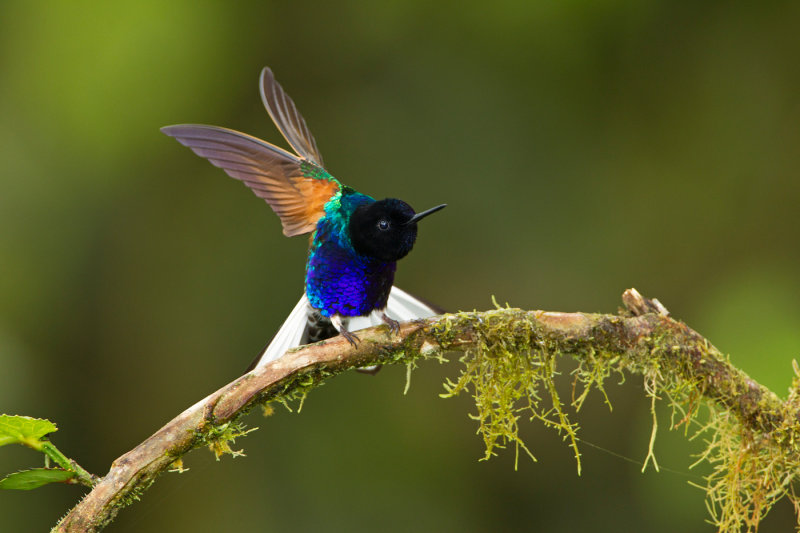Velvet-purple Coronet.jpg