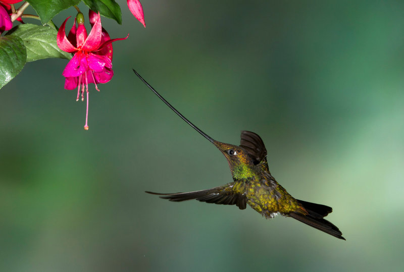 Sword-billed 2.jpg