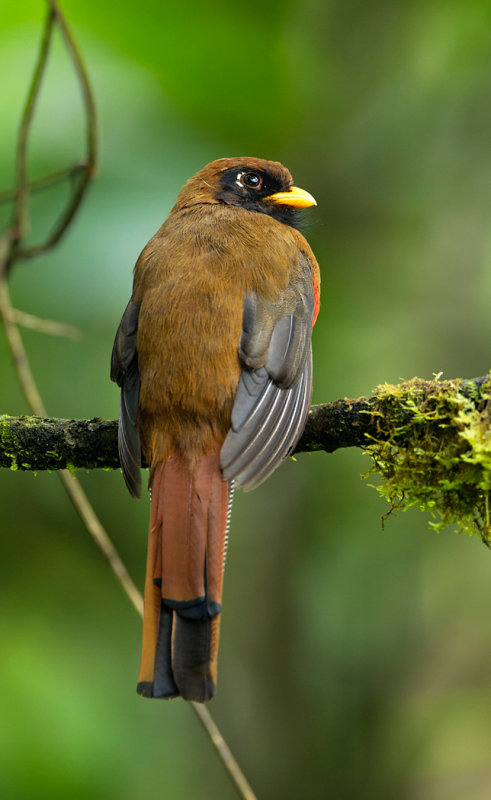 Masked Trogon female.jpg