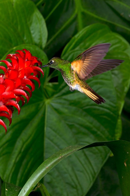 Buff-tailed Coronet 4.jpg