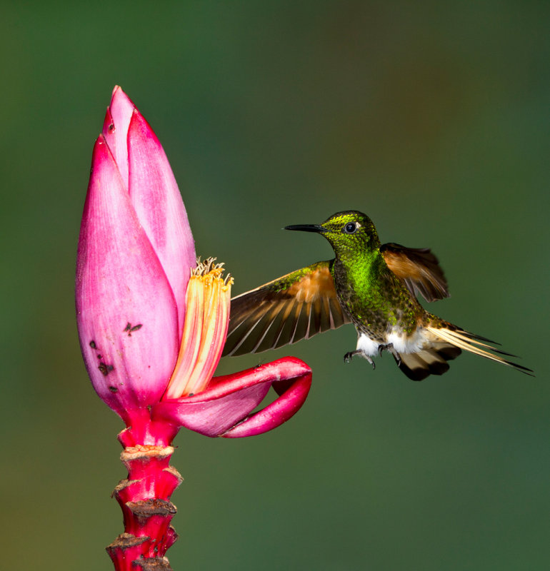 Buff-tailed Coronet 2.jpg