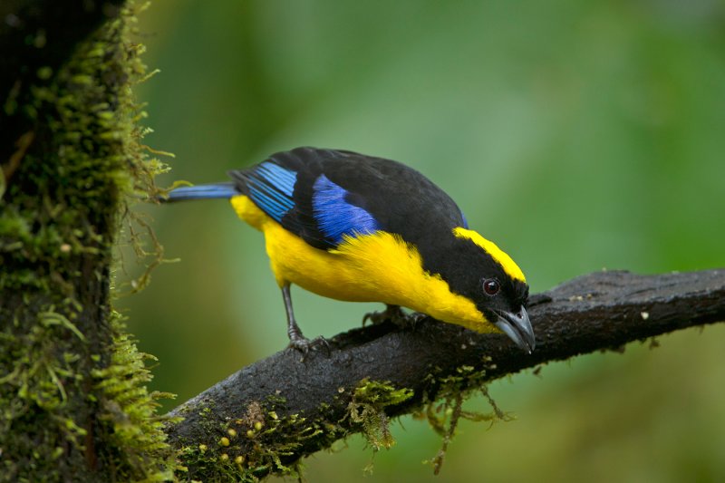 Blue-winged Mountain Tananger 2.jpg