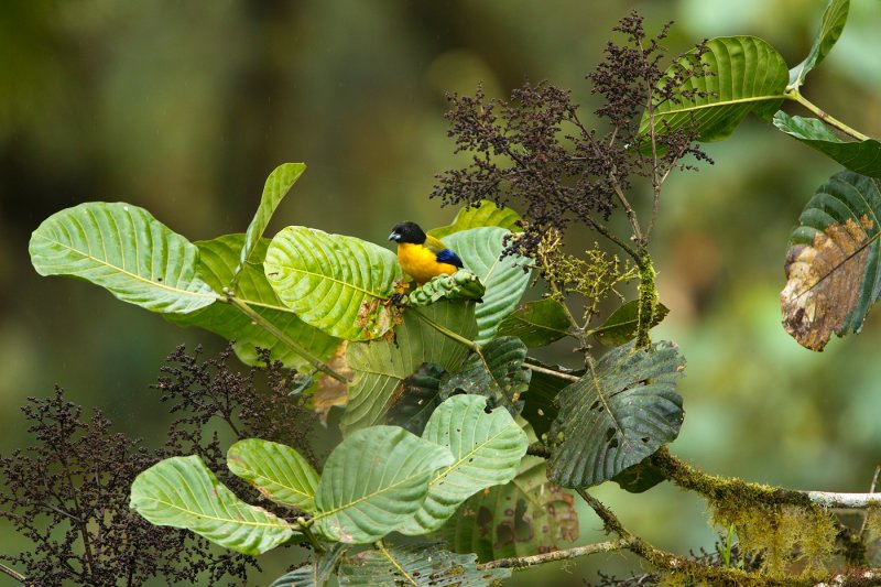 Black-chinned Mountain Tananger 3.jpg