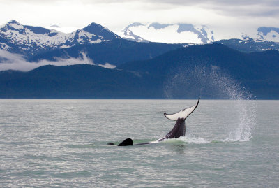 Killer Whales Juneaut0009.jpg