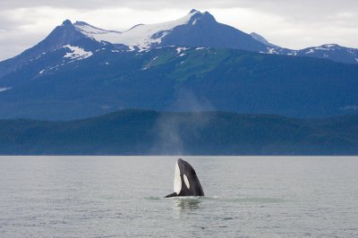 Killer Whales Juneaut0008.jpg