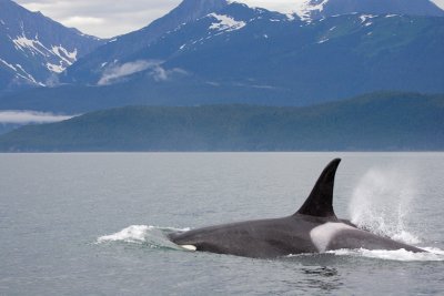 Killer Whales Juneaut0002.jpg