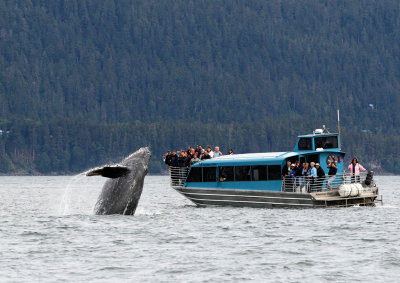 Humpback Whales Juneaut0012.jpg