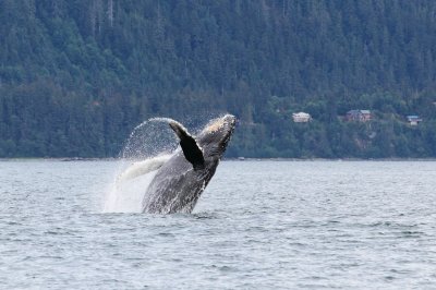 Humpback Whales Juneaut0011.jpg