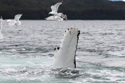 Humpback Whales Juneaut0009.jpg
