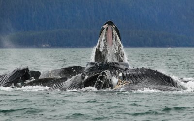 Humpback Whales Juneaut0005.jpg