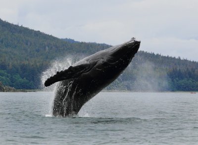 Humpback Whales Juneaut0003.jpg