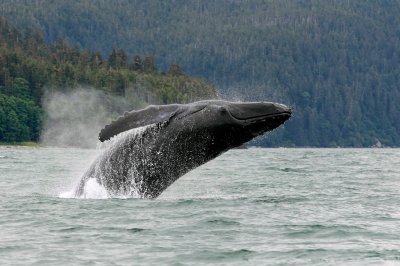 Whales in Juneau Alaska