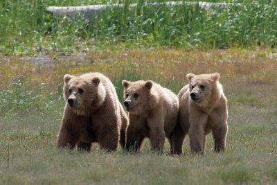 Sow and two year old cubs at Hallo Bay.jpg