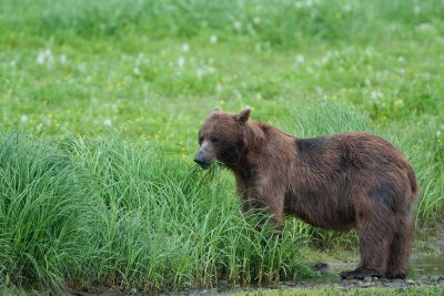 Bear eating grass at Pack Creek AK.jpg