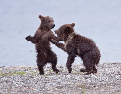 First year cubs playing at Brooks Falls.jpg